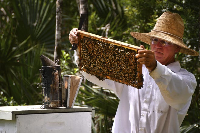 Clifton L. Best, of CL Best Honey Bees, a professional bee remover, does maintenance on his hives in Canaveral Groves on April 18. Exterminators usually kill nuisance hives in yards and homes, Best removes the hives to one of his properties, saving the bees. [Malcolm Denemark/Florida Today via AP]