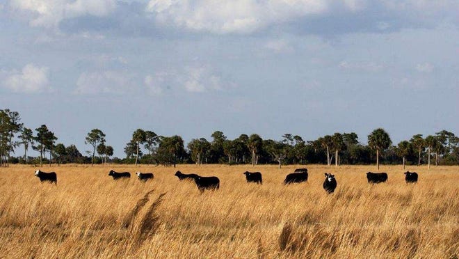 FILE PHOTO: Cattle graze on a ranch along the route of the proposed Heartland Parkway in 2007.