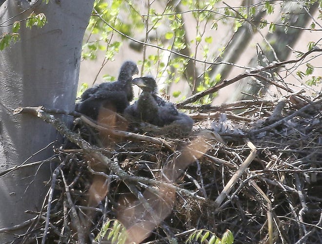 A pair of eaglets wait for feeding time in the nest near River Road outside of Newcomerstown Monday afternoon. (TimesReporter.com / Jim Cummings)