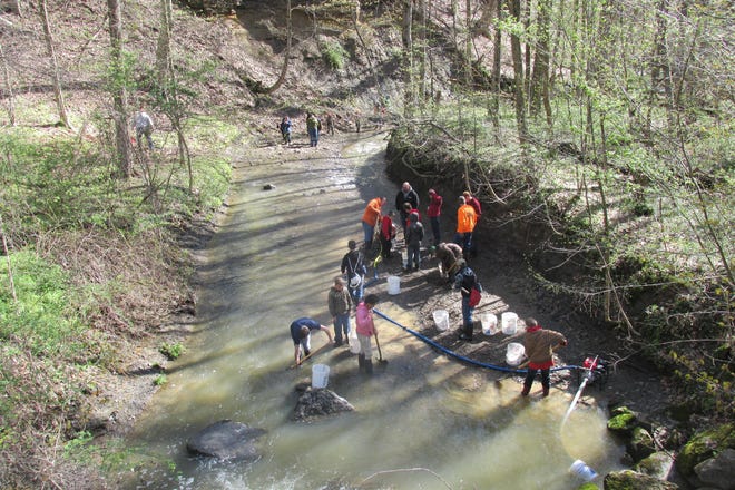 Boy Scout Troops dredge the bottom of the creek in search of gold at Pee Wee Hollow Campgrounds on Saturday. [Kristin Hohman, the-daily-record.com]
