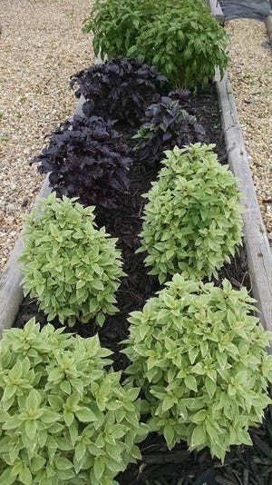 A variety of basil plants from front to back: pesto basil, purple basil and sweet basil. [Photo courtesy of Logan County Herb Guild Facebook page]