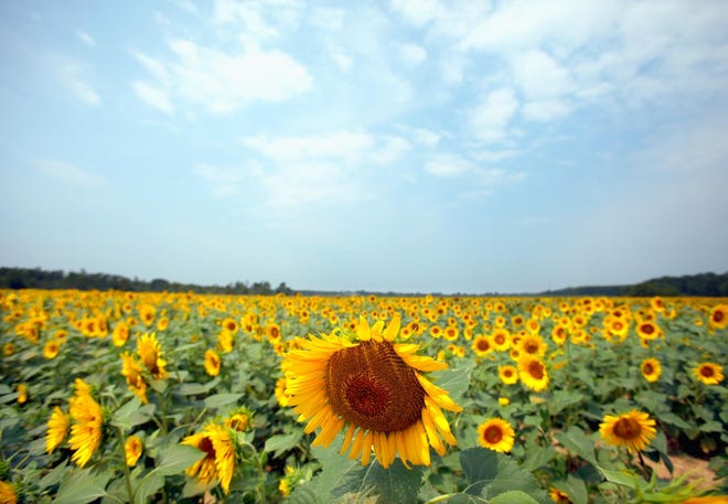 Thousands of sunflowers are seen in a field on a sunny day in Tuscaloosa. April will end on a unseasonably warm note in the Tuscaloosa area, with high temperatures approaching 90 degrees Tuesday, according to a forecast by the National Weather Service. [File staff photo]