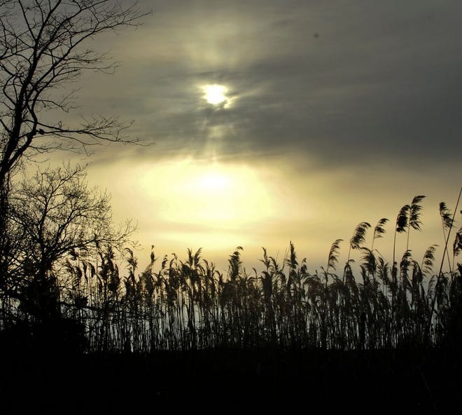 OSTERVILLE 04/27/19 The sun sets behind the phragmites at the town landing on Bay lane in Osterville Monday evening.