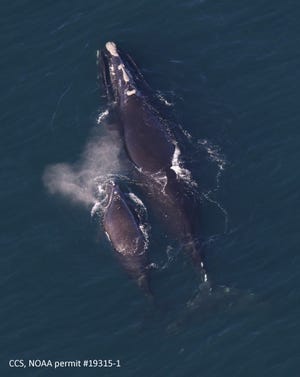 North Atlantic right whales swim in Cape Cod Bay on April 11. The Center for Coastal Studies plane survey team spotted 58 of the endangered whales in the bay on April 25, prompting an extension of speed and gear restrictions in Cape waters. [CCS image, NOAA permit #19315-1]