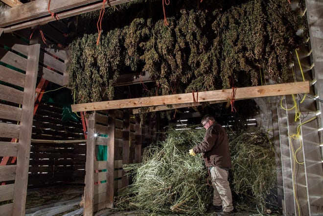 ZBIGNIEW BZDAK/CHICAGO TRIBUNE Farmer Andy Huston checks harvested hemp plants drying in a shed on his farm near Roseville, Illinois, on Wednesday, Dec. 26, 2018. Andy Huston grew the first crop of commerical hemp in the state last year after new state and federal laws legalized hemp production.