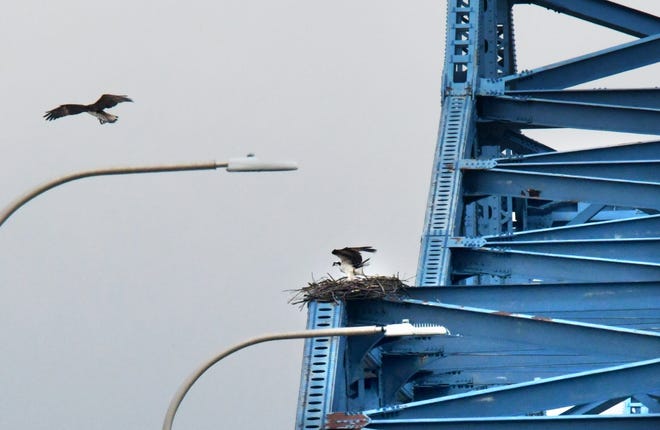 DAVID ZALAZNIK/JOURNAL STAR One of a nesting pair of peregrine falcons lands in their nest on the eastbound span of the McClugage Bridge Wednesday morning as the mate floats on the winds above the Illinois River.