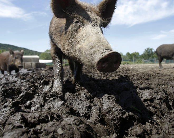 Hunting and trapping is doing very little to control the feral hog population. [File/Associated Press]