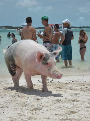 View of a pig at Island Routes Caribbean Adventure Tour during Sandals Emerald Bay Celebrity Getaway And Golf Weekend on June 3, 2016 in Great Exuma, Bahamas. [Dimitrios Kambouris/Getty Images for Sandals/TNS]