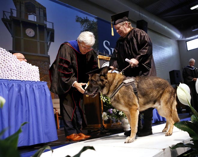 Jackson Sasser, left, the president of Santa Fe College, tries to hand a bone tied up with a ribbon like a diploma to Wilson, B.J. Adkins' service dog. The pair were part of the first of two Santa Fe College commencement ceremonies held on Friday. [Photos by Brad McClenny/Staff Photographer]