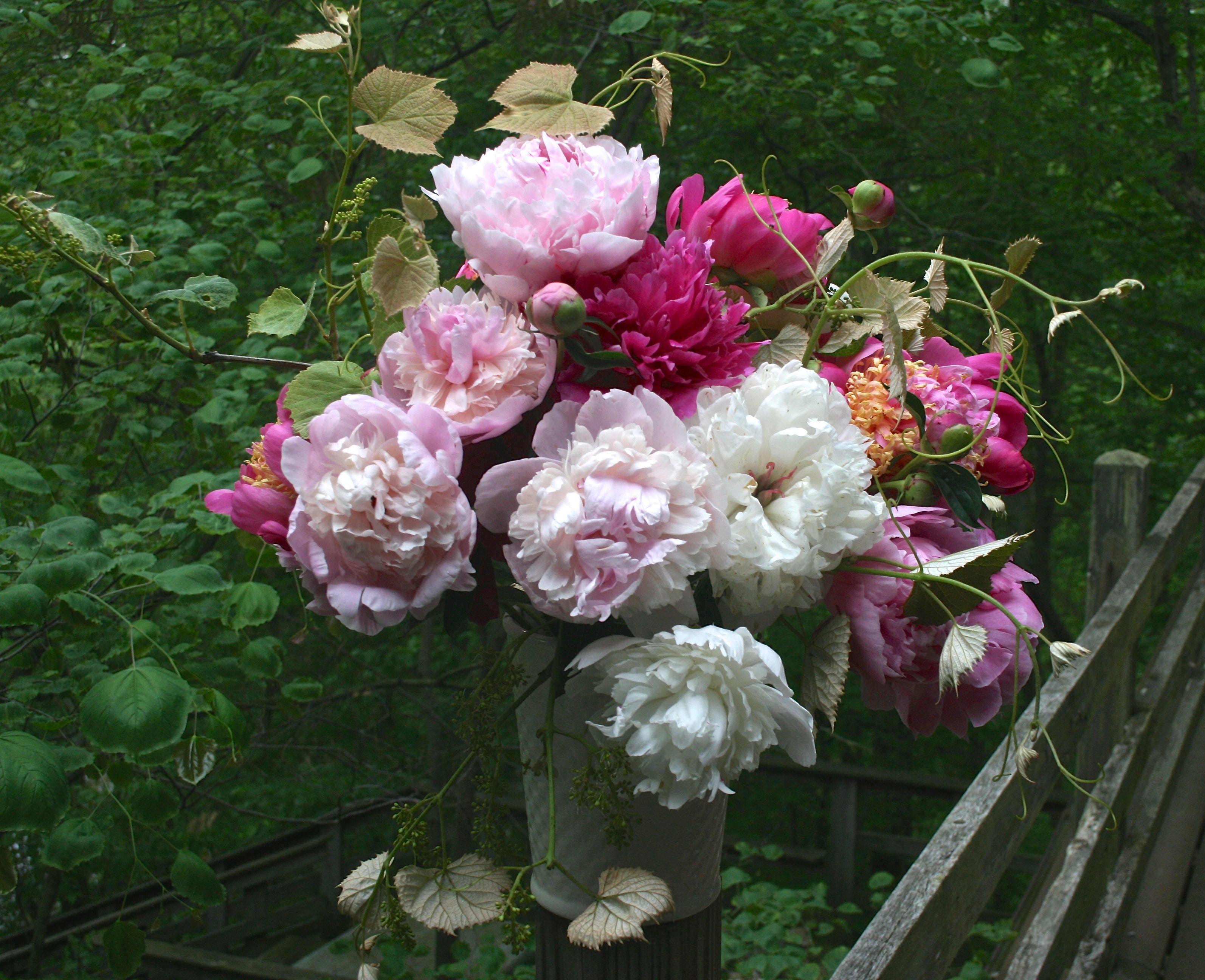 Gardening Beautiful, lowmaintenance peonies still can use a little love