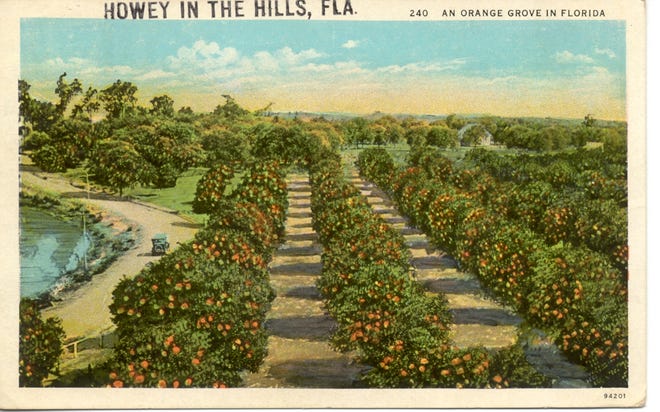 An early postcard shows an orange grove in Howie-in-the-Hills. [Submitted]