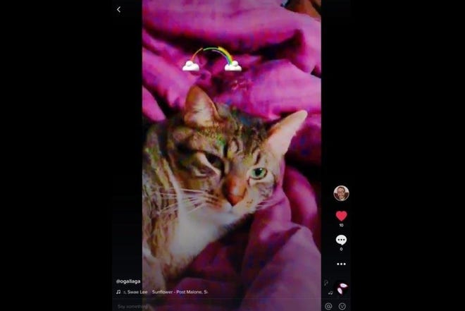 Cat videos aplenty are among the offerings on TikTok.
