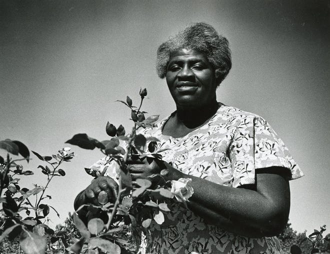 Ann Campbell, seen here in 1977, became a widow when her husband died in 1966. She was left with a rose farm and 11 children to raise, including future Texas football legend Earl Campbell. [LYNN FLOCKE/AMERICAN-STATESMAN]