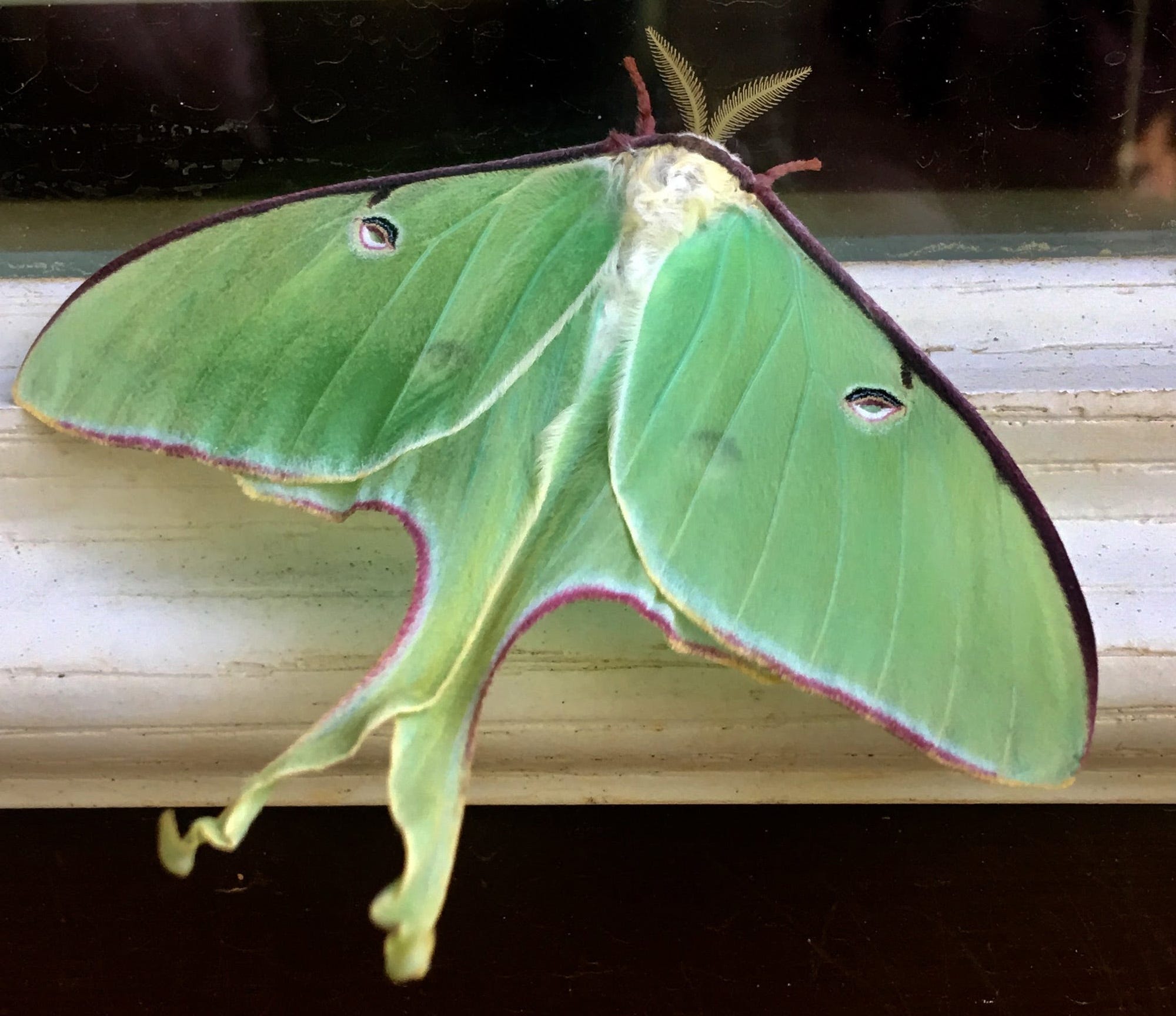Luna Moth Sighting One Of Life S Special Moments