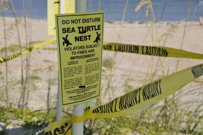 Marked turtle nests like this one will be showing up on beaches around Florida in the months ahead as turtle nesting takes place. [Photo provided by the Florida Fish and Wildlife Conservation Commission.]