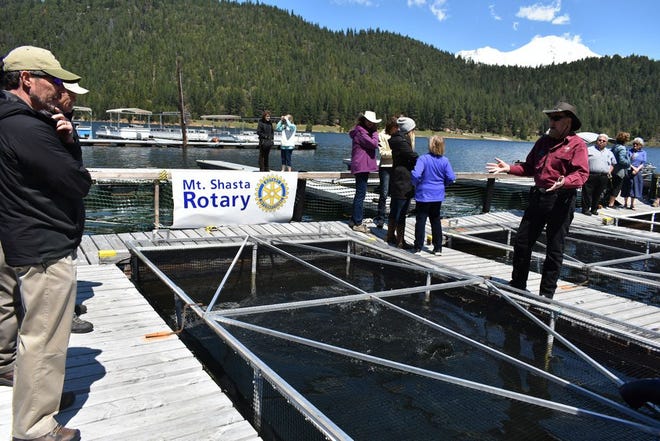 As trophy-size rainbow trout break water in the pen at his feet, Rotary Project Manager Tom Stienstra, right, talks to other Rotarians during a tour of trout pens project. The fish, 16 to 18 inches long, will be released in Lake Siskiyou prior to the youth fishing program planned for May 25.