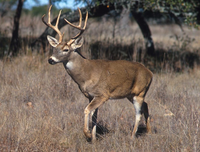 A new license allowing bait to be used in the hunting of white-tailed deer (pictured) and feral pigs in Alabama is now on sale. [Wikimedia Commons/USDA photo by Scott Bauer]