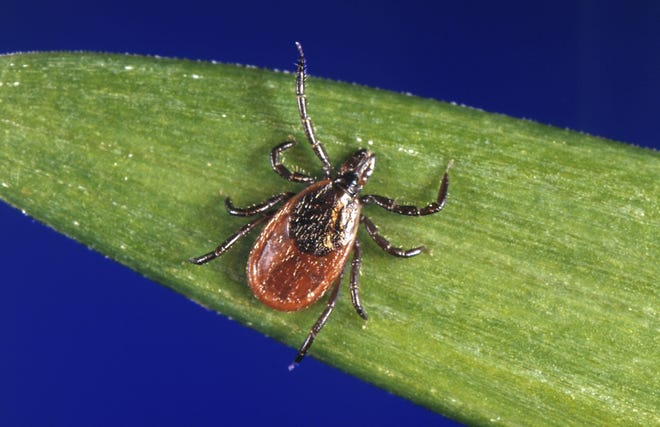 A blacklegged tick, also known as a deer tick, is a carrier of Lyme disease. [Centers for Disease Control via AP, file]
