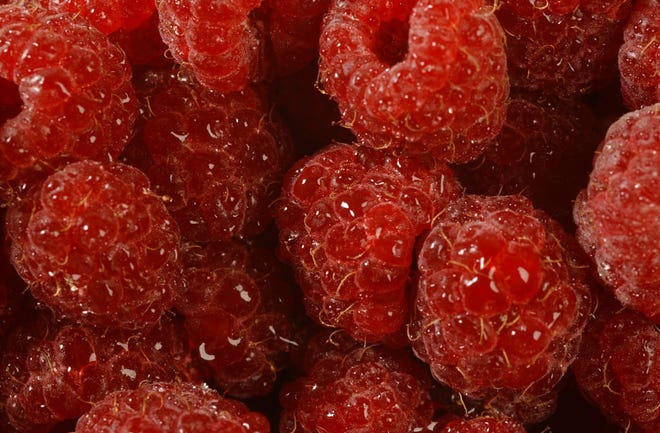 Soaking raspberries in a vinegar rinse helps destroy bacteria and mold spores, and helps the berries last longer. [GREG WOLF/WILMINGTON STAR-NEWS]