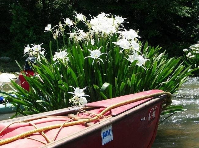 The rare shoal lilies are in bloom at Anthony Shoals on the Broad River. [Broad River Watersheld Association photo]