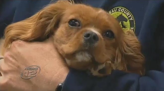 A dog that was forced to drink beer is being cared for by the Nassau County SPCA. [NEWS 12 LONG ISLAND]