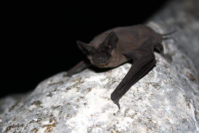Bats have infested a home in Wellington's upscale Polo West neighborhood. While the village says the bats need to go, they also say they can't go yet. The home's owner is stuck in a unique position: Bats are protected in Florida during their maternity season, April 16 to Aug. 14. Until Aug. 15, the bats can't be harassed. [USFWS/Ann Froschauer]