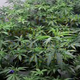 Now that New Jersey marijuana legalization is heading to the ballot, here's what you need to know before the 2020 legal weed vote.