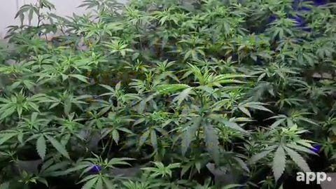 Eatontown is looking to regulate recreational marijuana in its borders.