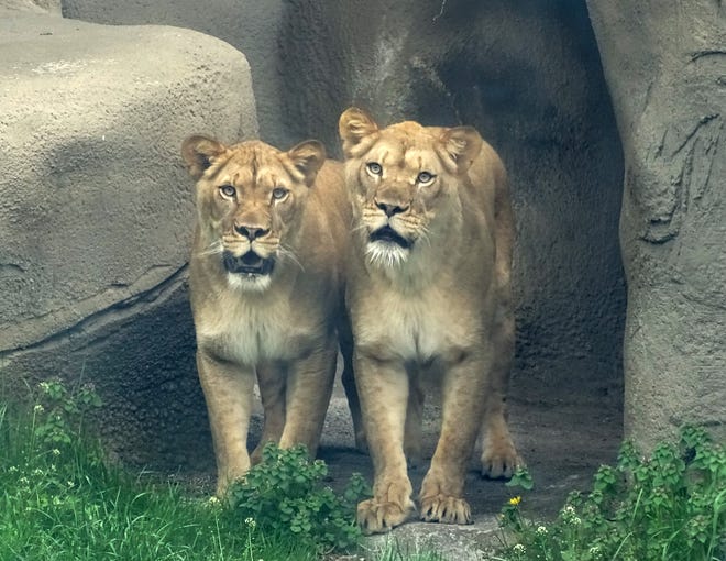 Detroit Zoo Adds 2 New African Lions To Den