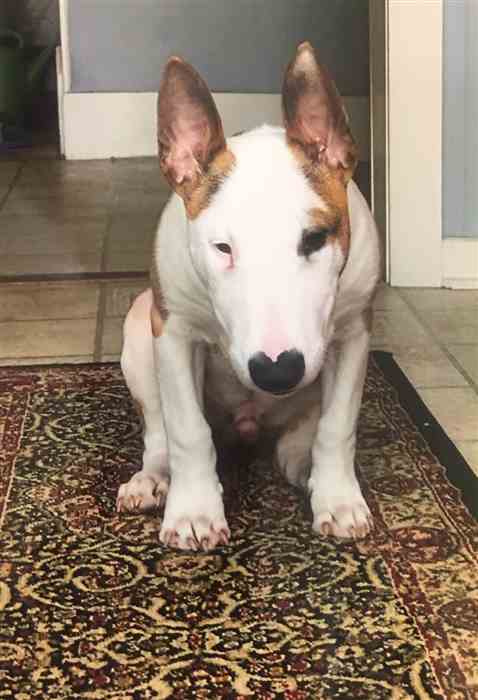 off leash k9 locations