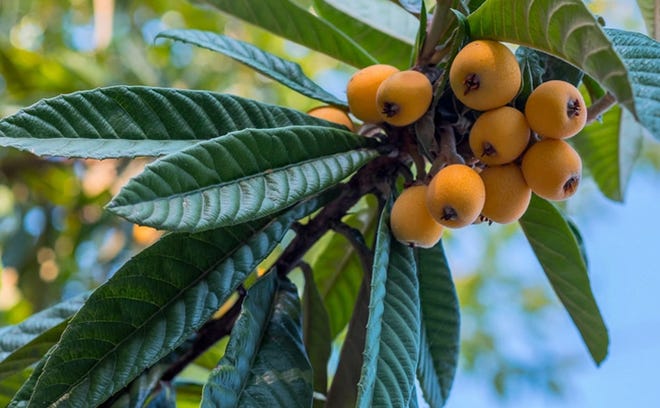 The loquat tree (Eriobotrya japonica), also called a Japanese Plum, grows well in our region and is a great addition to your landscape. The yellow berries are also a delicious fruit. [www.wilsonbrosgardens.com]