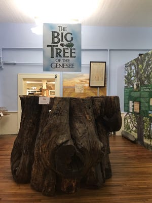 The Big Tree of The Genesee is open for public viewing at the history museum. [PHOTOS BY JASMINE WILLIS]
