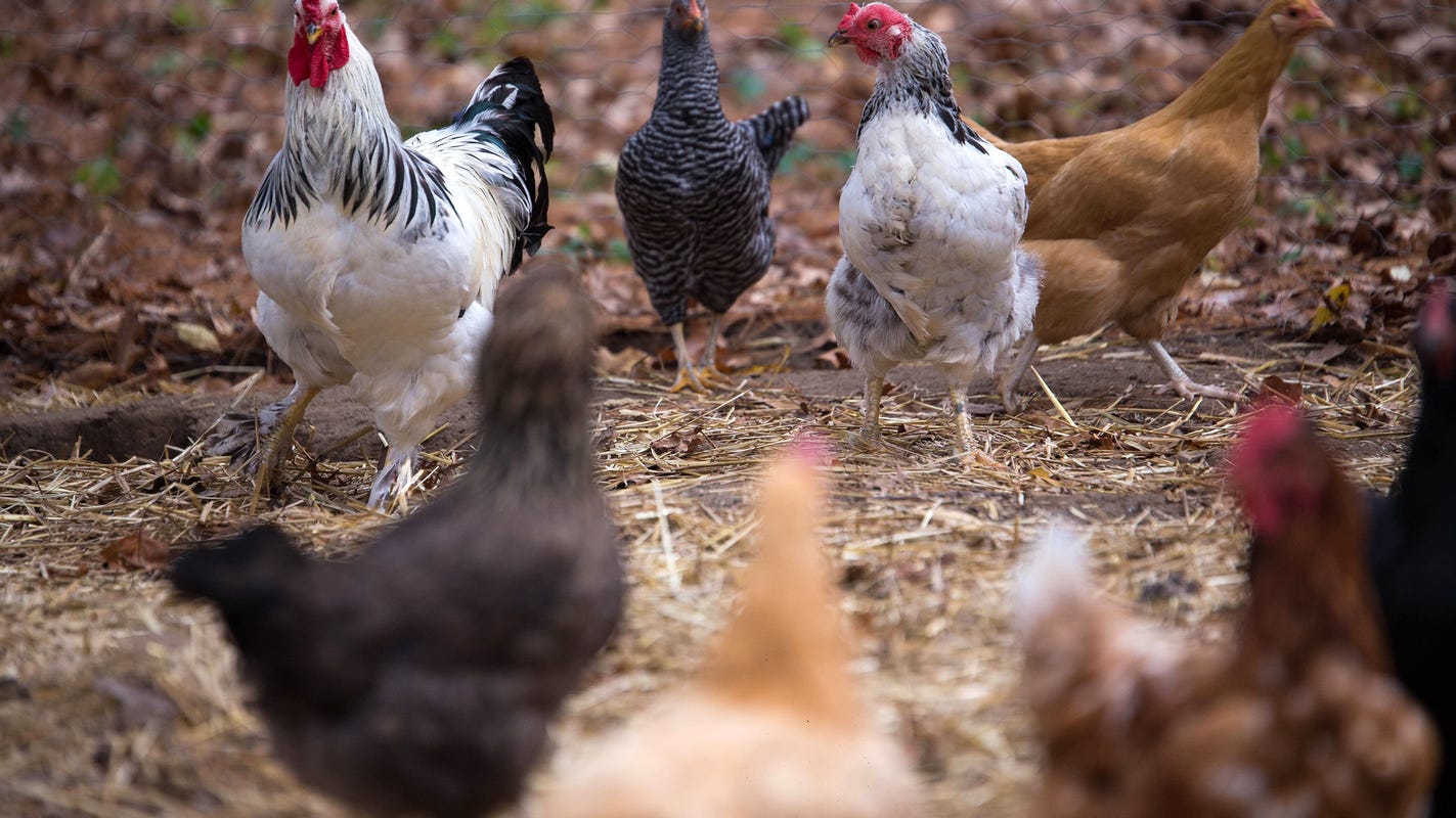 Backyard chickens, ducks likely source of salmonella outbreak