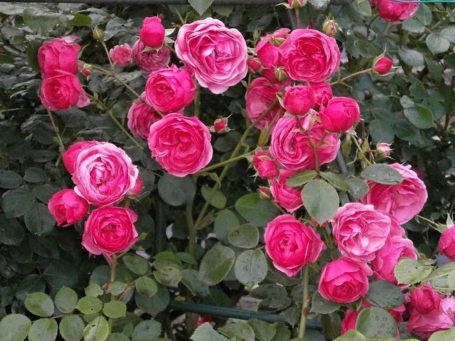 Miniature roses come in a variety of colors and can produce lots of blooms.