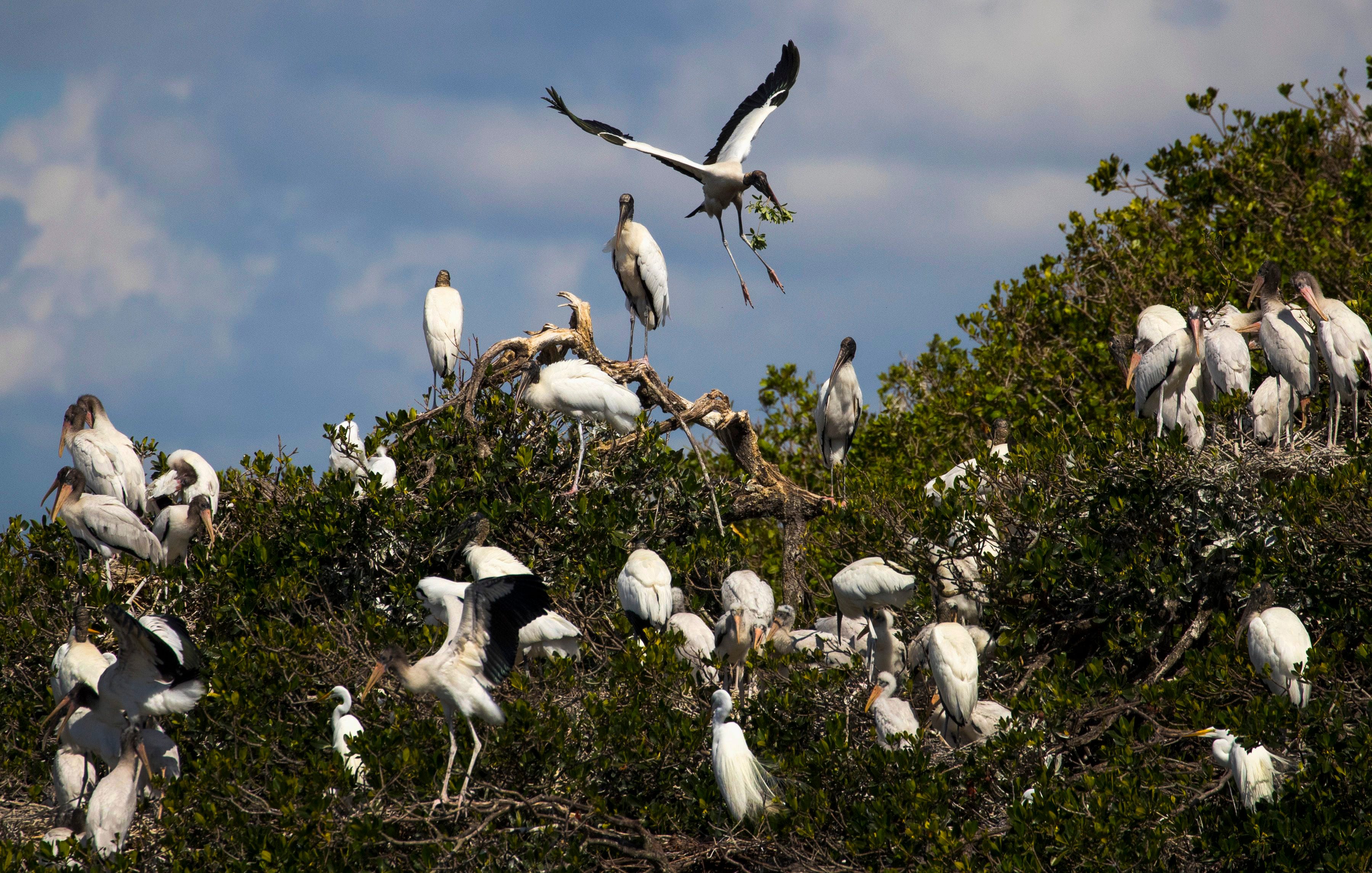 A wood stork looks for a nesting area along one of the rookery islands on the Caloosahatchee River.