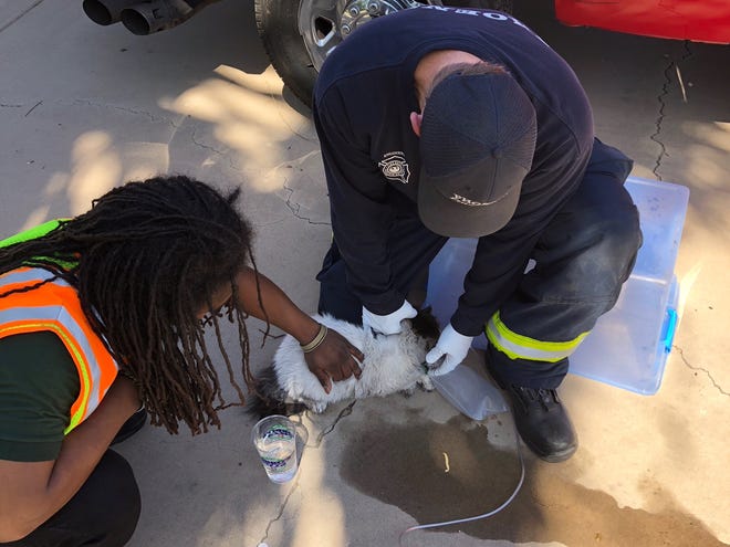 Phoenix fire and crisis crews on scene at a Laveen house fire treat a cat that was found inside the house Thursday afternoon.
