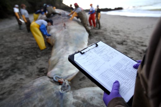 Scientists and volunteers with the Marine Mammal Center and California Academy of Sciences perform a necropsy on a beached grey whale on April 23, 2019 in Tiburon, Calif.