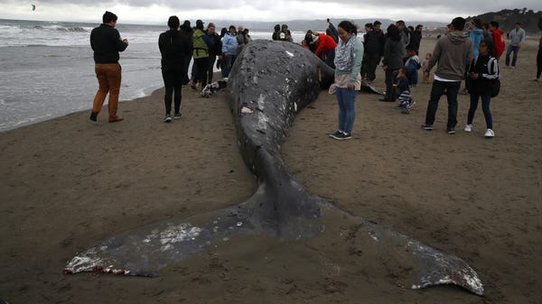 People look at a beached dead Gray Whale at Ocean...