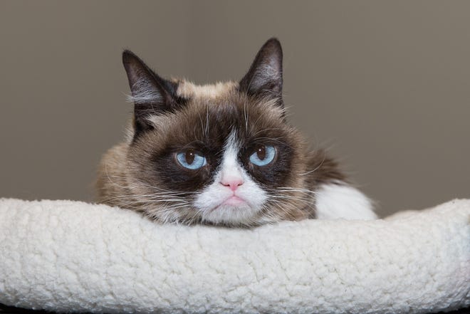 Grumpy Cat returned to Austin in 2016 and made several appearances during SXSW. Suzanne Cordeiro for American-Statesman