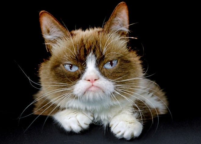 This Dec. 1, 2015 file photo shows Grumpy Cat posing for a photo in Los Angeles. Grumpy Cat, whose sour puss became an internet sensation, has died at age 7, according to her owners. Posting on social media Friday, May 17, 2019, her owners wrote Grumpy experienced complications from a urinary tract infection and “passed away peacefully” in the arms of her mother on Tuesday, May 14. (AP Photo/Richard Vogel, File)