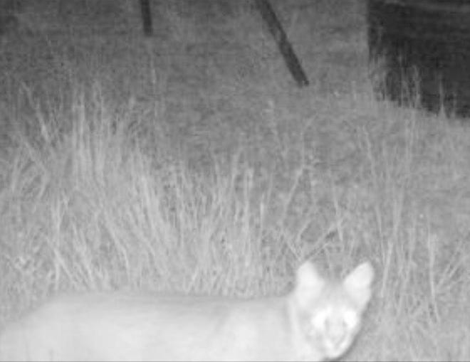 Washburn graduate Garrett Love, of Montezuma, captured this photo of a big cat on a trail camera on his farm in Gray County. Because part of the cat's body is sticking out of frame, it's difficult to tell the size of the cat for sure, but guesses range anywhere from a young mountain lion to a bobcat to a regular old house cat. [Submitted/Garrett Love]