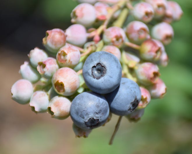 Blueberries are ready for picking. You can try growing your own but for this year you might want to visit one of the local U-pick blueberry farms. [Terry Brite DelValle/UF/IFAS]
