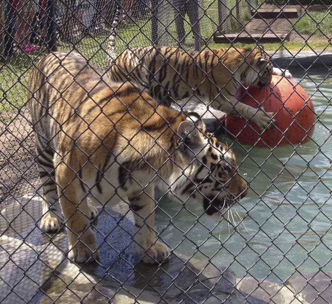 In this undated photo, Siberian tigers Haley and Adrian on Sunday check out their new pool complete with toys and a natural stone waterfall which is the centerpiece of their enclosure at Catty Shack Ranch Wildlife Sanctuary in Jacksonville, Fla. (Teresa Stepzinski/The Florida Times-Union via AP)