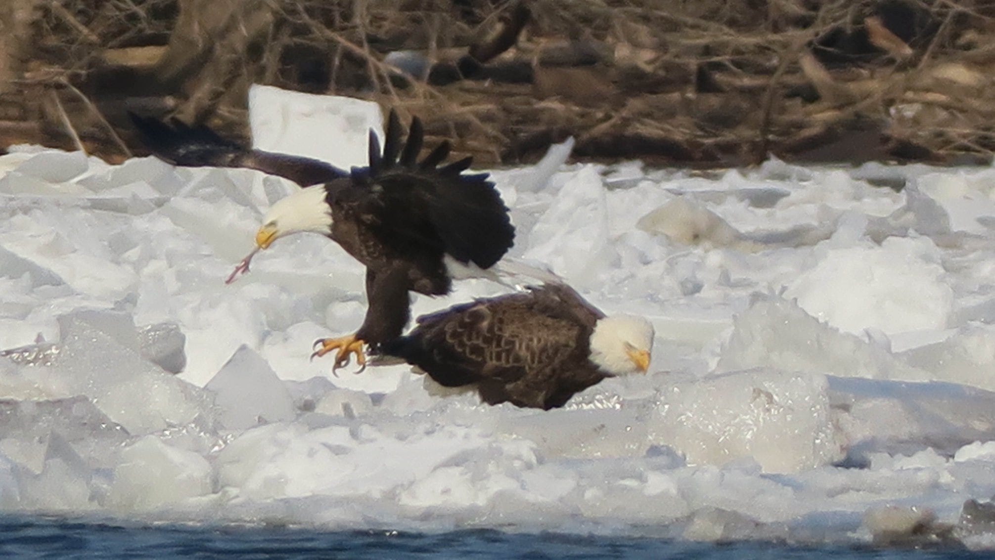 Bald eagles thriving in NJ, PA