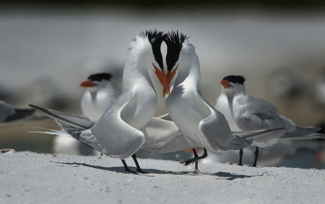 This photograph of royal terns is part of Grant Jefferies' "Florida Feathers" exhibit at the Bishop Museum of Science and Nature in Bradenton. [Provided by Grant Jefferies]