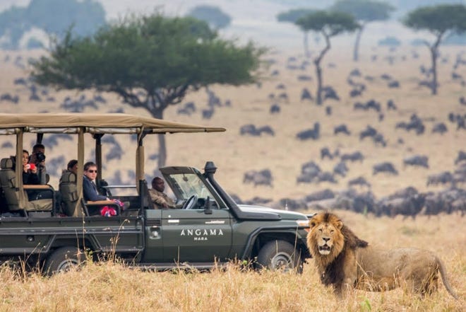 While many wait for the Great Migration to visit the Maasai Mara National Reserve, the truth is that any time of the year provides supreme animal viewing. [Contributed by Angama]