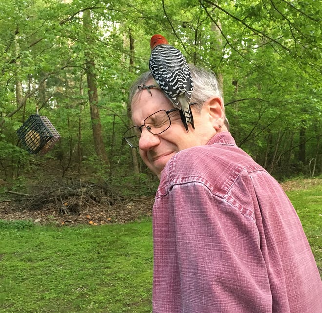 Todd McLeish and the seemingly grateful woodpecker he comforted after it flew into his window. [Renay McLeish]