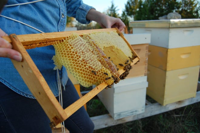 If you have ever though about beekeeping, you can take a class to learn. [CONNOR BROWN/AMERICAN-STATESMAN]