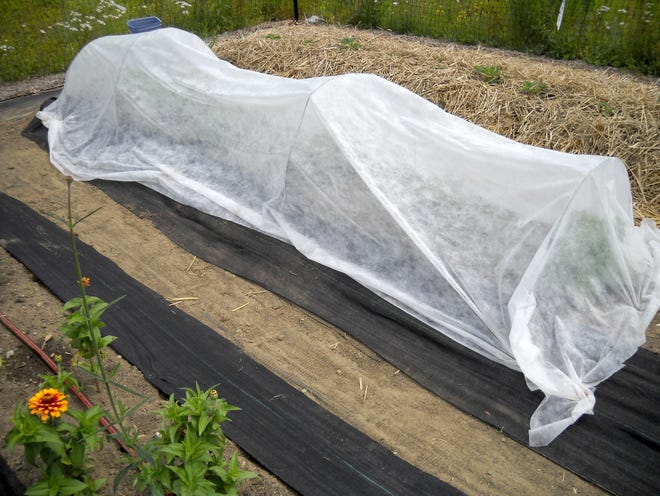 Row cover (with hoops) helps to keep insects off and keep the plants warm. [Henry Homeyer]