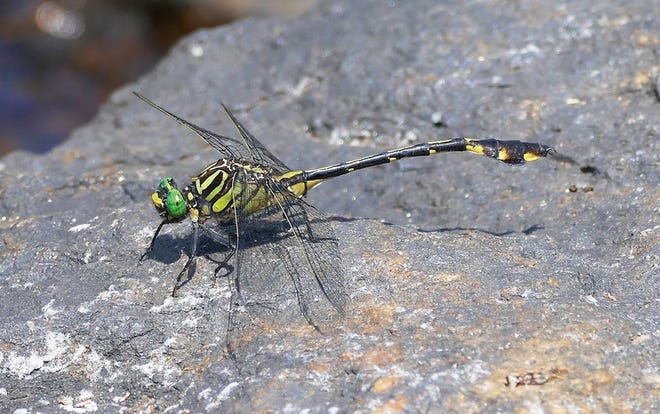 By late April into May find common sanddragons and blackwater clubtails. Show: A blackwater clubtail. [Photo by Giff Beaton]